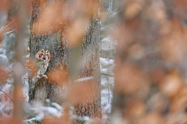 Tawny Owl Hidden Fall Wood Sitting Tree Trunk Dark Forest — Stock Photo, Image