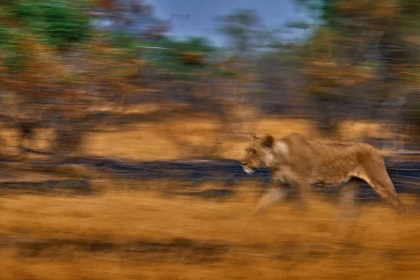 Artistic Photo Blur Motion Art Lion Botswana Wildlife Lion Fire — Foto de Stock