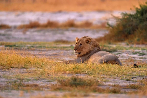 Leão Deitado Savana Animal Fogo Queimado Lugar Savuti Chobe Botsuana — Fotografia de Stock