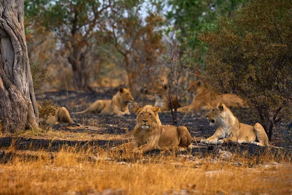 León Africano Macho Vida Silvestre Botswana León Fuego Quemó Sabana — Foto de Stock