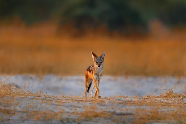 豺狼和黄昏的阳光 黑背豺 Mesomelas Mesomelas 长耳朵动物肖像 坦桑尼亚 美丽的阳光明媚的非洲野生动物之景 — 图库照片