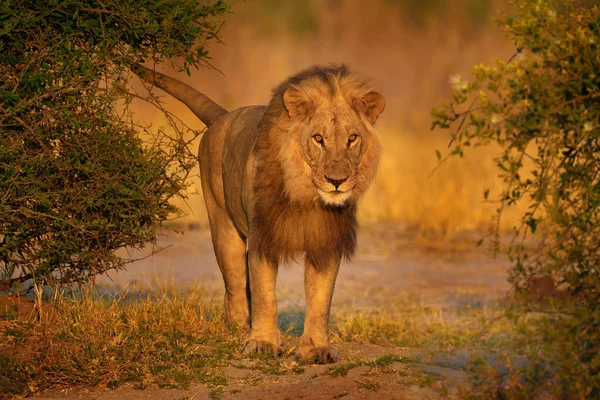 ライオンの夕日 サヴティ ボツワナのチョベNp アフリカの暑い季節 アフリカのライオン ボツワナの野生動物 水の穴の近くの若い男性 — ストック写真