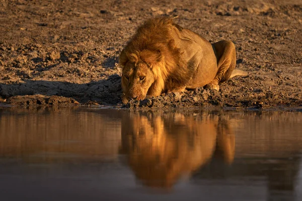 狮子喝水 博茨瓦纳的Savuti Chobe 非洲的炎热季节 非洲狮子 博茨瓦纳野生动物 水坑附近的年轻雄性 — 图库照片