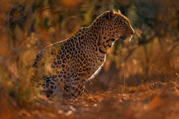 Leopard Sunset Savuti Chobe Botswana 非洲野生动物 野猫藏在绿色的黄金植被中 豹在自然界中 坐在树下 — 图库照片