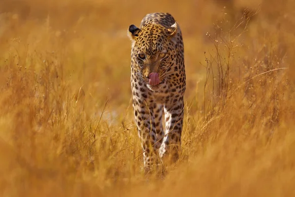 Leopard Savuti Chobe Botswana 非洲野生动物 野猫在金黄色的植物中伸出舌头走路 大自然中的豹 — 图库照片