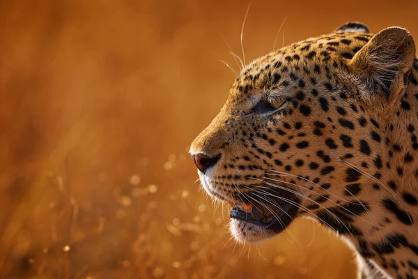 Закат Золотой Травы Леопарда Савути Провинция Чобе Ботсване Африка Большая — стоковое фото