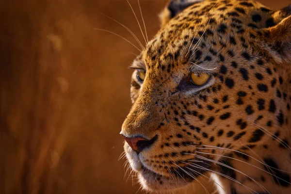 Puesta Sol Hierba Dorada Leopardo Savuti Chobe Botswana África Gran —  Fotos de Stock