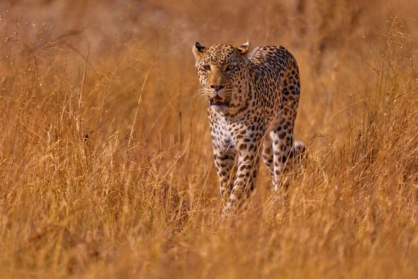 Tramonto Erba Dorata Leopardata Savuti Chobe Botswana Africa Grande Gatto — Foto Stock