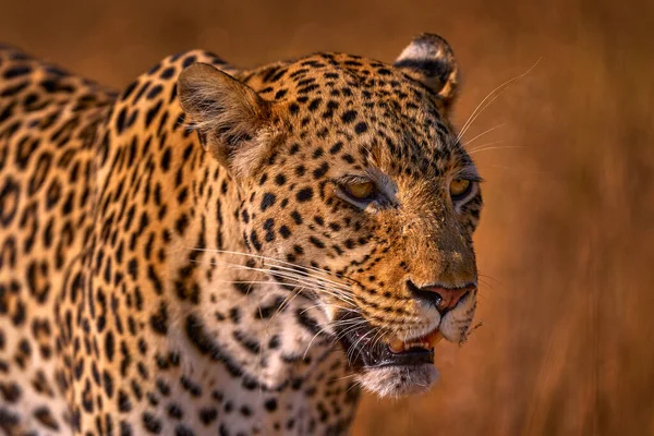 Leopardo Africano Retrato Detalhado Leopardo Grama Dourada Por Sol Savuti — Fotografia de Stock