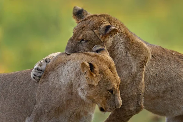 Young lion fight in the nature, close-up detail, Okavango in Botswana, Africa.