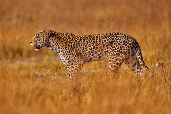 Afrika Vadvilága Leopárd Panthera Pardus Shortidgei Természetes Élőhely Nagy Vadmacska — Stock Fotó
