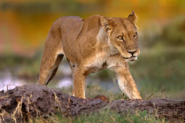 アフリカのサファリ ボツワナのオカバンゴ デルタだ アフリカのライオンは 芝生の中で 美しい夜の光で歩く 自然からの野生動物のシーン 生息地の動物 — ストック写真
