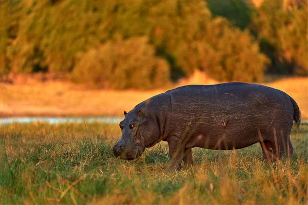 African Hippopotamus Hippopotamus Amphibius Capensis Okavango Delta Botswana África Hipopótamo — Fotografia de Stock