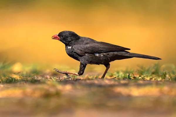 Tejedor Búfalo Pico Rojo Bubalornis Niger Pájaro Negro Suelo Atardecer —  Fotos de Stock