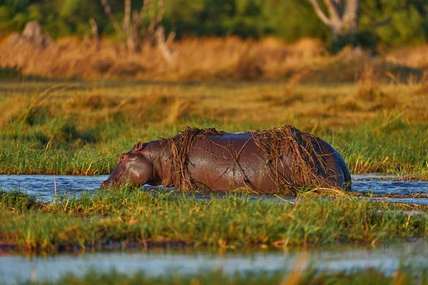 奥卡万戈非洲河马 河马两栖动物 奥卡万戈三角洲 博茨瓦纳非洲 皮波皮肤伤痕血淋淋水里危险的大动物大自然的野生动物场景 — 图库照片