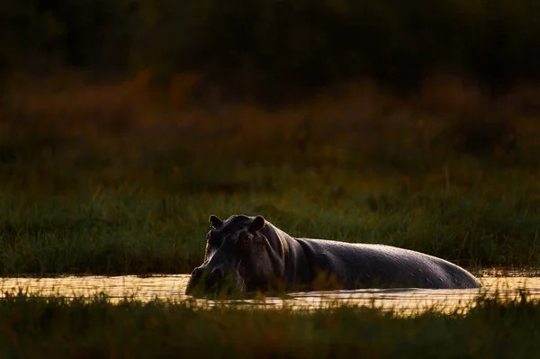 Αφρικανικός Ιπποπόταμος Hippopotamus Amphibius Capensis Δέλτα Okavango Μποτσουάνα Στην Αφρική — Φωτογραφία Αρχείου