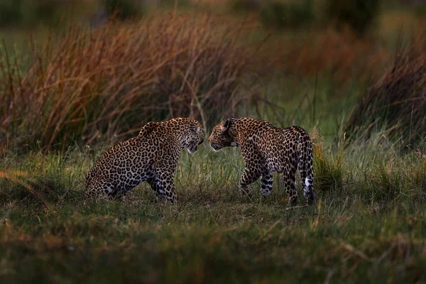 Afrikaanse Dieren Het Wild Luipaardgevecht Twee Mannen Botswana Wilde Dieren — Stockfoto