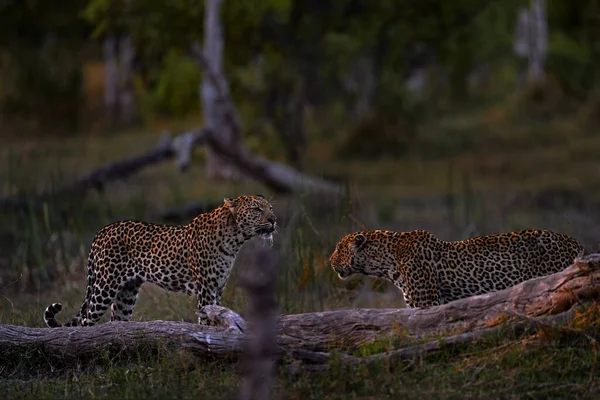 Lucha Duelo Leopardo Dos Machos Hábitat Natural Río Khwai Moremi — Foto de Stock