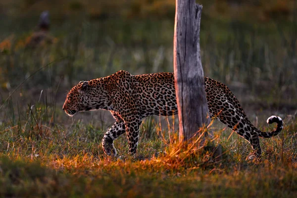 Leopardensonnenuntergang Spaziergang Leopard Panthera Pardus Shortidgei Natürlicher Lebensraum Große Wildkatze — Stockfoto