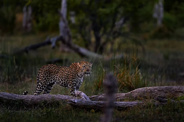 Leopard Habitat Botswana Wildlife Leopard Panthera Pardus Shortidgei Cat Walk — Stock Photo, Image