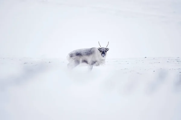 Svalbard Wild Reindeer Rangifer Tarandus Ogromnymi Porogami Śniegu Svalbard Norwegia — Zdjęcie stockowe