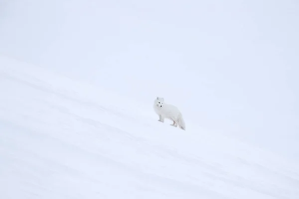 Find the white polar fox in the snow. Arctic fox in wintery landscape, Svalbard, Norway. Wildlife action scene from nature, Vulpes lagopus, in the nature habitat. Cold winter with fox.