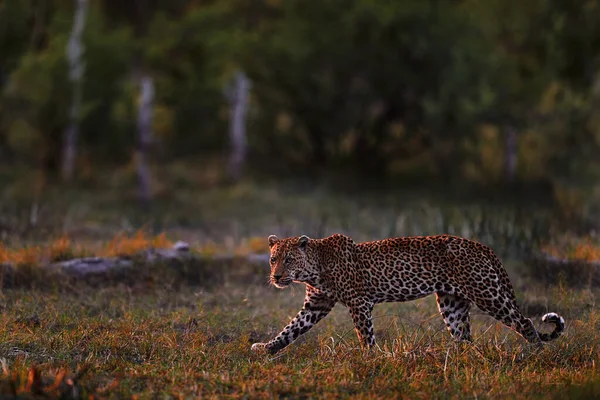 Λεοπάρδαλη Ηλιοβασίλεμα Περπάτα Leopard Panthera Pardus Shortidgei Φυσικό Ενδιαίτημα Μεγάλη — Φωτογραφία Αρχείου