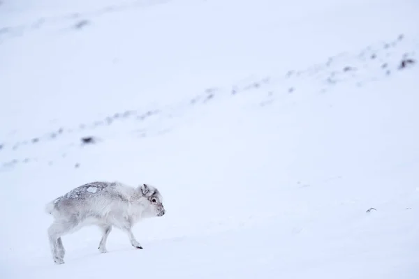 斯瓦尔巴野生驯鹿 Rangifer Tarandus 有巨大的鹿角在雪中 斯瓦尔巴 斯瓦尔巴加勒比驯鹿 大自然的野生动物场景 冬季在北极 驯鹿冬季景观 — 图库照片