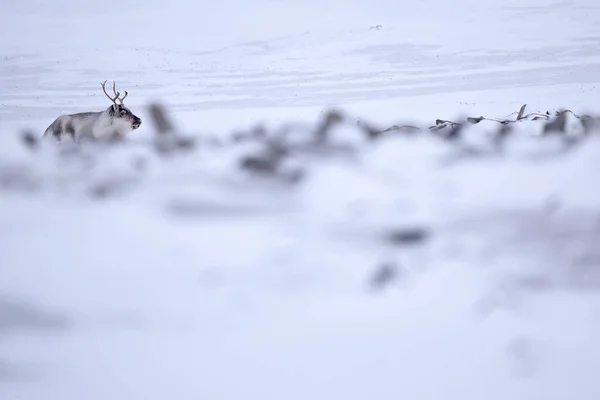 斯瓦尔巴野生驯鹿 Rangifer Tarandus 有巨大的鹿角在雪中 斯瓦尔巴 斯瓦尔巴加勒比驯鹿 大自然的野生动物场景 冬季在北极 驯鹿冬季景观 — 图库照片