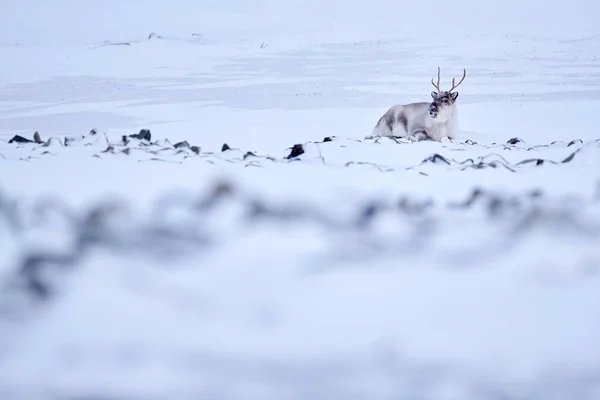 Svalbard Wild Reindeer Rangifer Tarandus Ogromnymi Porogami Śniegu Svalbard Norwegia — Zdjęcie stockowe