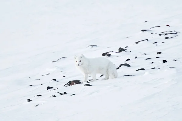Polar fox in snow stone habitat, winter landscape, Svalbard, Norway. Beautiful white animal in the snow. Wildlife action scene from nature, Vulpes lagopus, Mammal from Europe. Find the fox.