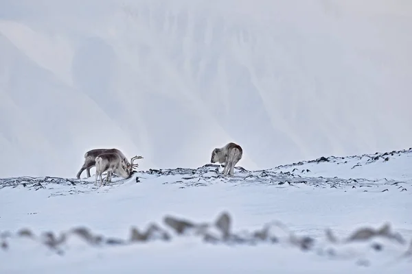 노르웨이 스발바르 사슴이었다 스발바르 동물의 분홍빛으로 — 스톡 사진