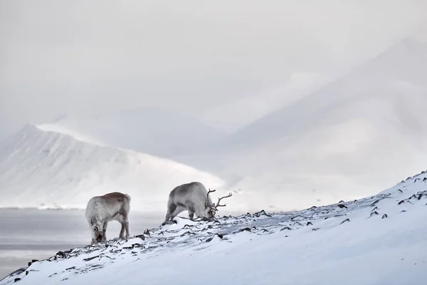 Arctic. Winter landscape with reindeer. Wild Reindeer, Rangifer tarandus, with massive antlers in snow, Svalbard, Norway. Svalbard deer on rocky mountain. Wildlife scene from nature, pink blue sunset.