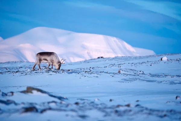 Arctic Winter Landscape Reindeer Wild Reindeer Rangifer Tarandus Massive Antlers — Stock Photo, Image