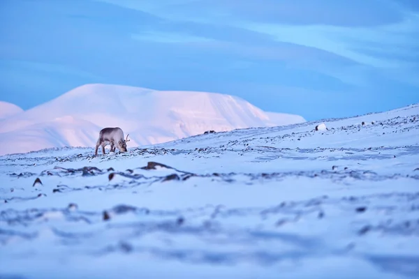Artico Paesaggio Invernale Con Renne Renna Selvatica Rangifer Tarandus Con — Foto Stock