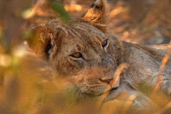 狮子年轻雄性的隐藏肖像 博茨瓦纳 乔布国家公园 非洲狮子 豹狮子 带黄昏灯的大型动物的详细画像 — 图库照片