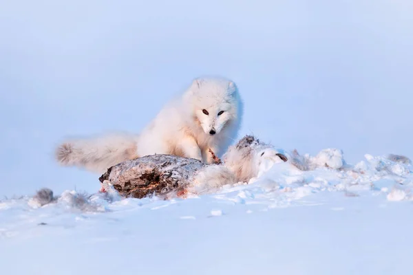 Lední Liška Jatečně Upraveným Tělem Jelena Sněžném Prostředí Zimní Krajina — Stock fotografie