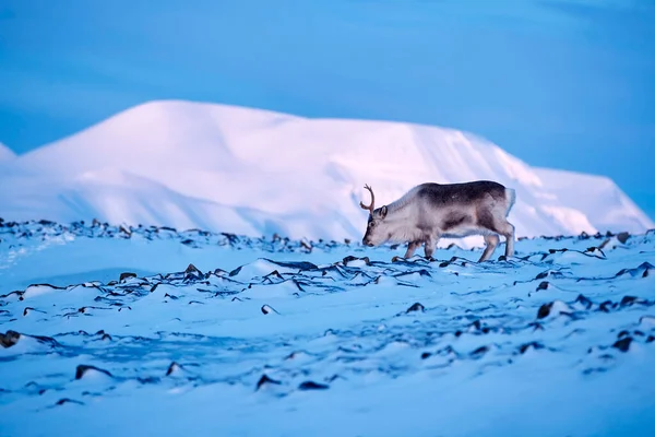 北極だ トナカイと冬の風景 野生のトナカイ レンジファー タランダス 雪の中で巨大な釣り人と スヴァールバル ノルウェー 岩の多い山の上のスバードシカ 自然からの野生動物のシーン — ストック写真