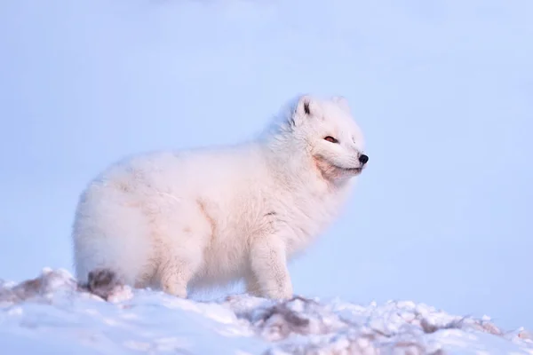 Polar Fox Deer Carcass Snow Habitat Winter Landscape Svalbard Norway — Stock Photo, Image