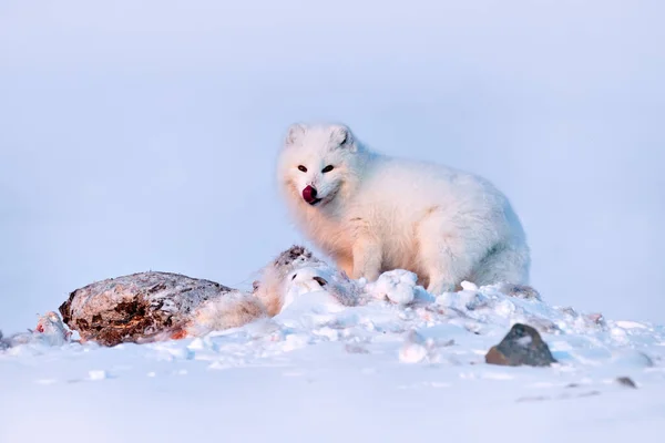 北极的野生动物 北极熊与鹿肉在雪地 冬季景观 斯瓦尔巴 雪地里美丽的白色动物 野生动物行动场景来自大自然 哺乳动物 — 图库照片