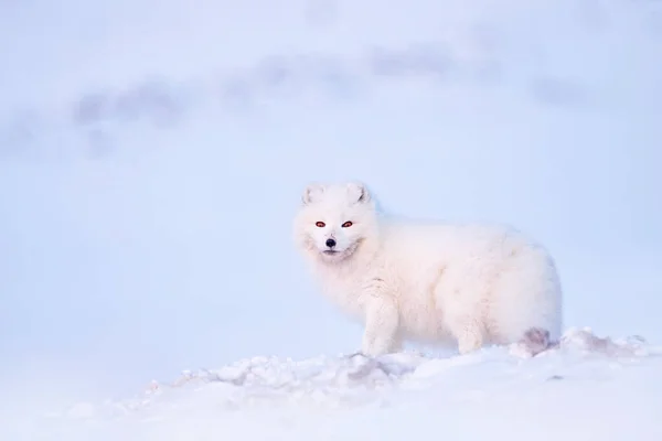 雪の生息地 冬の風景 スヴァールバル ノルウェーで鹿の死体と極狐 雪の中で美しい白い動物 自然からの野生動物の行動シーン Vulpes Lagopos ヨーロッパからの哺乳類 — ストック写真