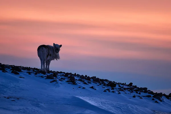 Arktischer Sonnenaufgang Orange Licht Mit Rentieren Wildrentiere Rangifer Tarandus Mit — Stockfoto