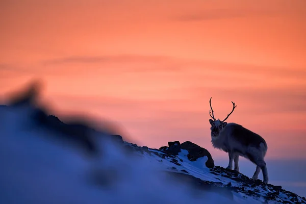 Αρκτική Ανατολή Πορτοκαλί Φως Τάρανδους Άγριοι Τάρανδοι Rangifer Tarandus Τεράστια — Φωτογραφία Αρχείου