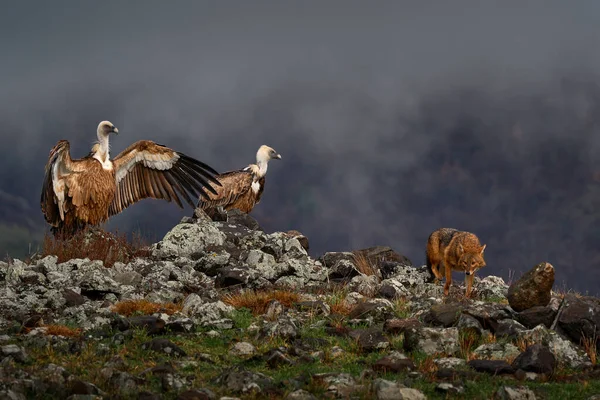 Akbabalar Grubuyla Çakal Dövüşü Griffon Vulture Gyps Fulvus Kayalık Dağlarda — Stok fotoğraf