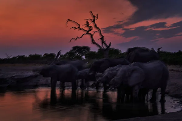 Rozmazané Pohybové Umění Sloní Skupina Vodní Nádrže Savuti Chobe Botswana — Stock fotografie