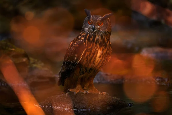 Big Owl Forest Habitat Sitting Old Tree Trunk Eurasian Eagle — Stock Photo, Image