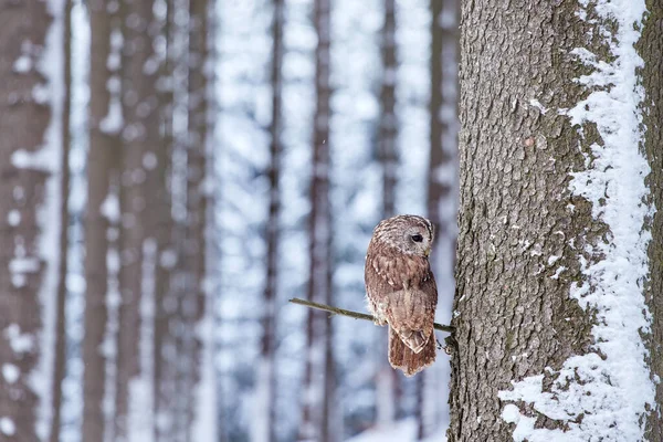 Sova Sedí Stromě Zasněženém Lese Akční Scéna Eurasian Tawny Owl — Stock fotografie