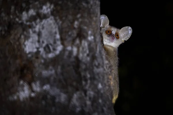 灰老鼠的狐猴 基林迪森林 马达加斯加特有的动物 夜晚的狐猴在树上 漆黑的黑森林 有树干的灰老鼠狐猴 大眼睛的小哺乳动物 — 图库照片
