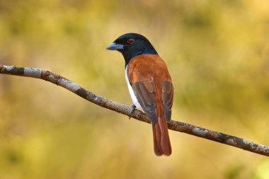 Rufous vanga, Schetba rufa, Madagaskar 'a özgü kuş türü. Ormandaki dalda oturan kırmızı siyah vangalı kadın ve erkek. İki kuş aşkı, yuva yapma mevsimi. Paslı vanga, Kirindy Ormanı, Madagaskar.