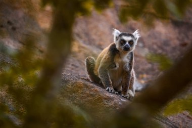 Madagaskar yaban hayatı, Halka Kuyruklu Lemur, Lemur Catta. Madagaskar, Afrika 'dan bir hayvan, turuncu gözler. Akşam ışığı, Anja Doğa Parkı..                    